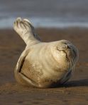 Seals at Wallasea Island